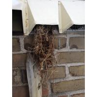 We can help you with dryer vent covers that allow for proper airflow while keeping out birds and pests!